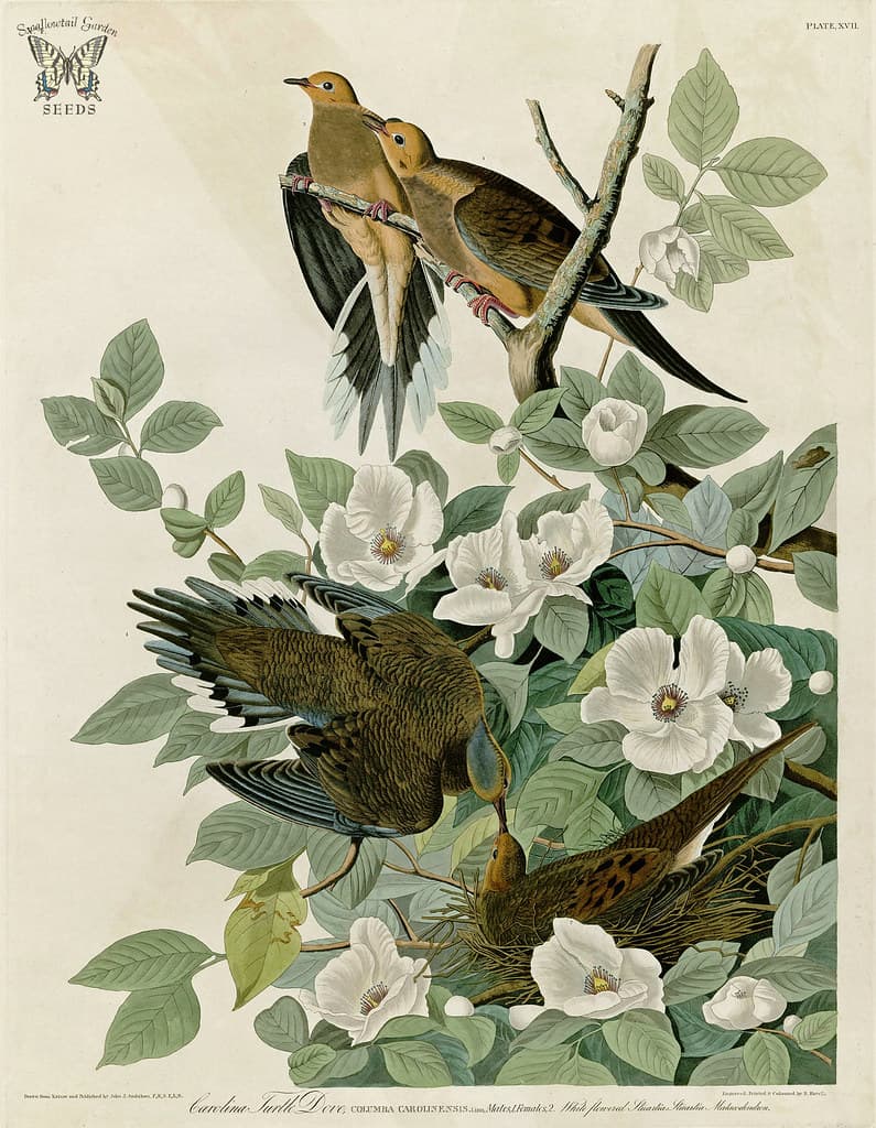 Audubon, bird, birds