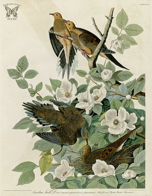 Audubon, bird, birds