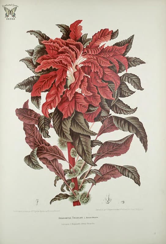 Thcentury, amaranth, annual