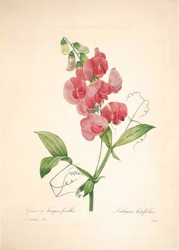 Thcentury, botanical, botany