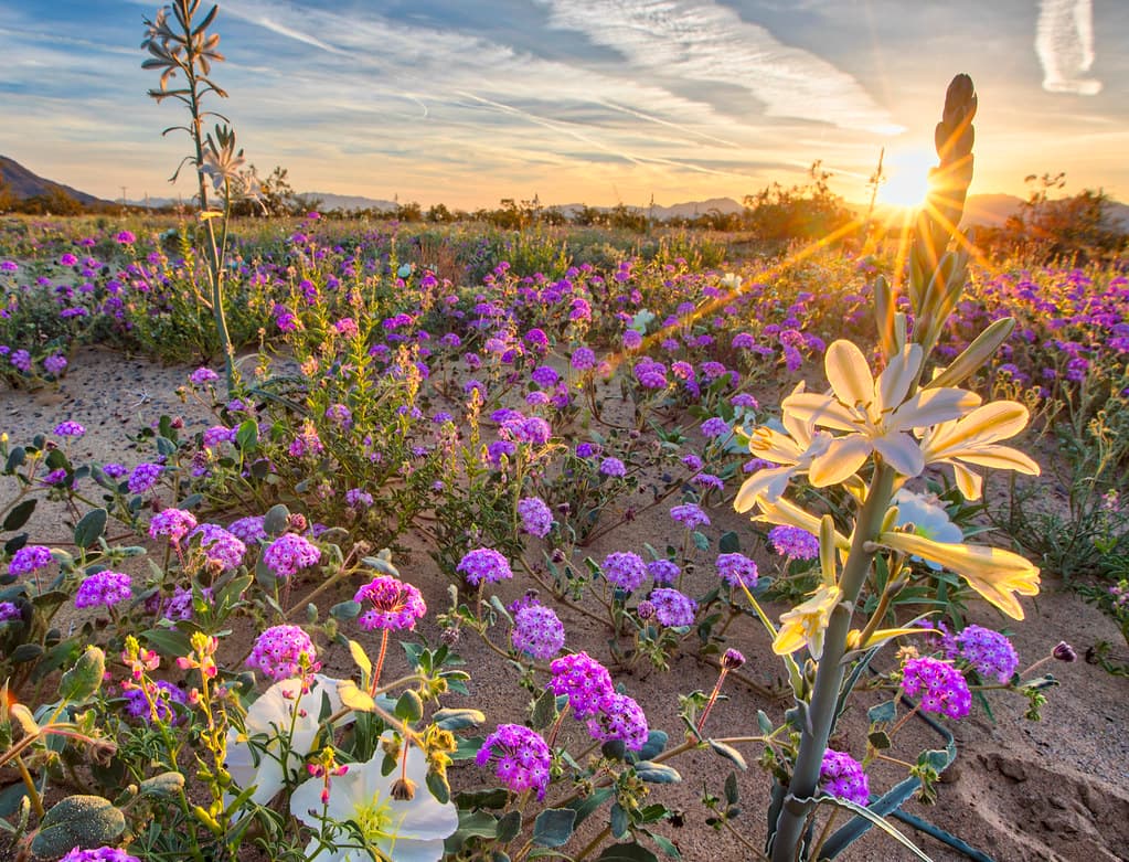 Desert Lily Preserve