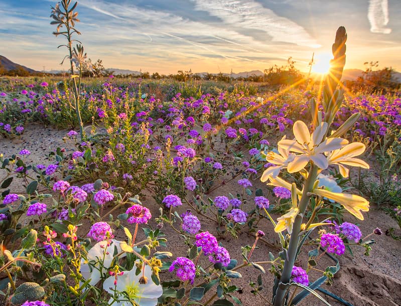 Desert Lily Preserve