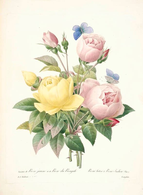 Botanical, botany, illustration