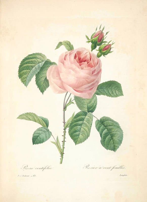Botanical, botany, flowers