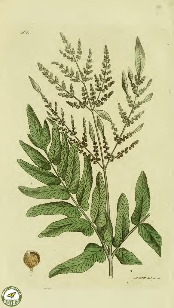 Botanical, botany, flowers