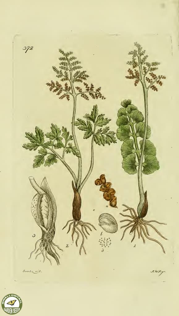 Botanical, botany, flowers