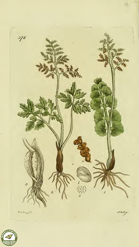 Botanical, botany, flowers