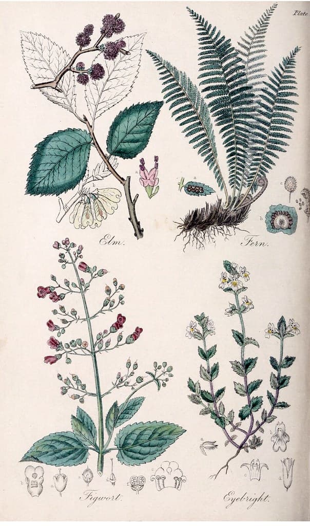 Botanical, botany, flowerillustration