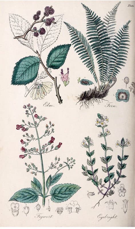 Botanical, botany, flowerillustration