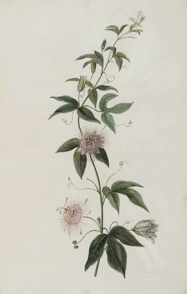 Thcentury, attribution, botanical