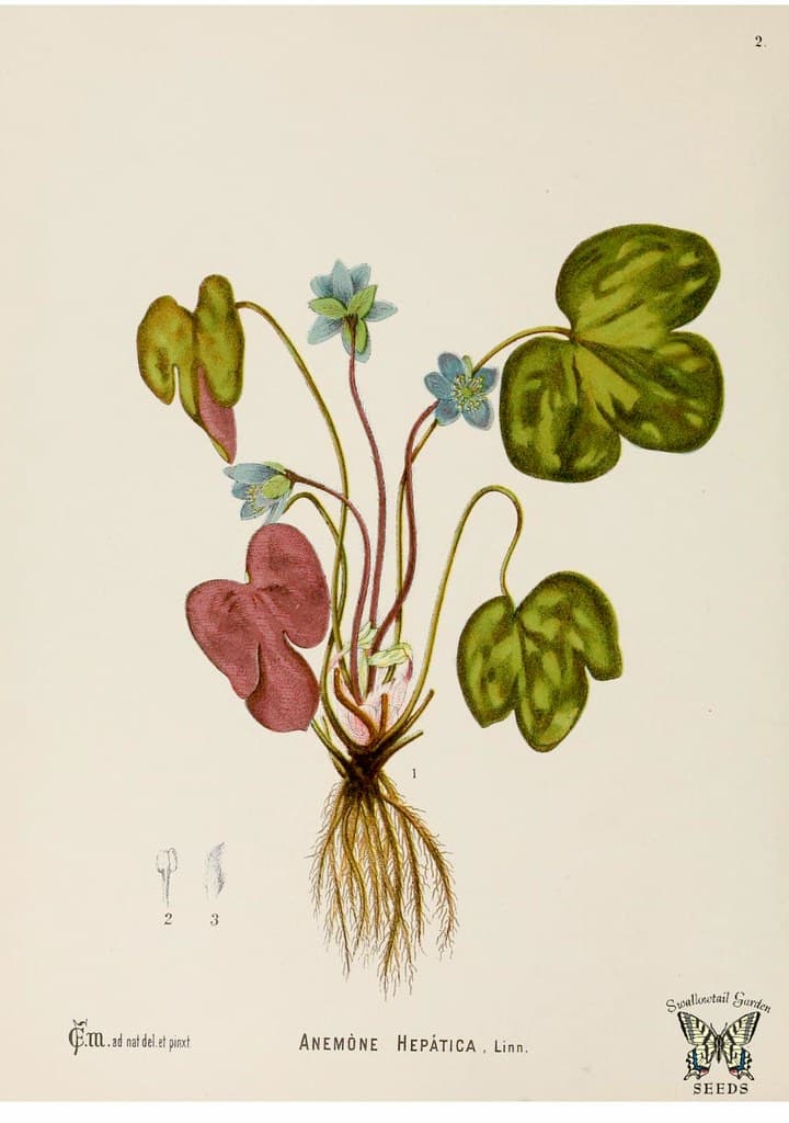 Thcentury, botanical, botany