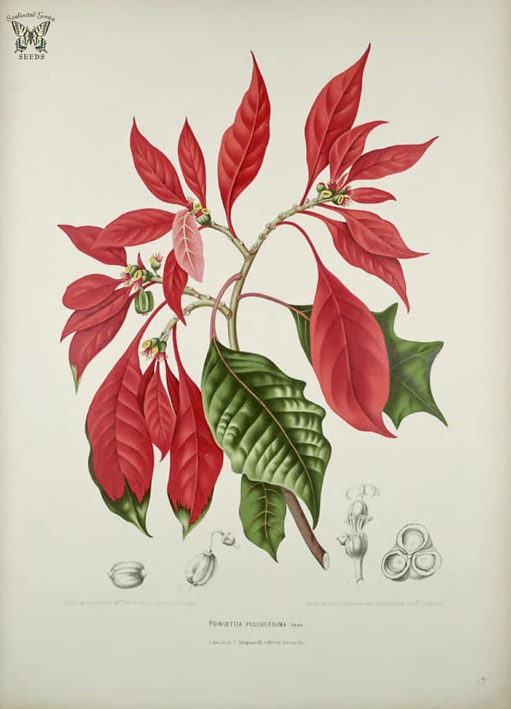 Thcentury, botanical, botany
