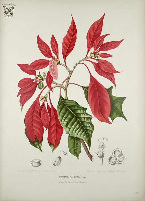 Thcentury, botanical, botany