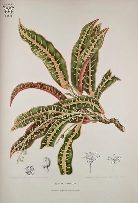 Thcentury, botanical, botany