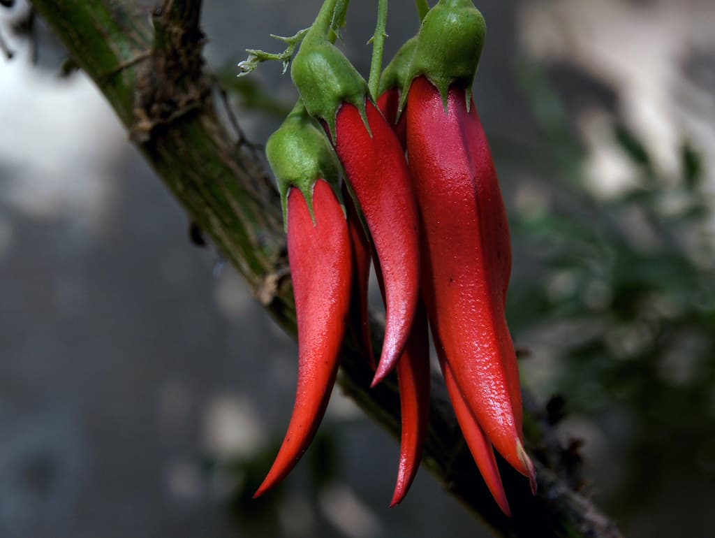 Kaka Beak. NZ Flower
