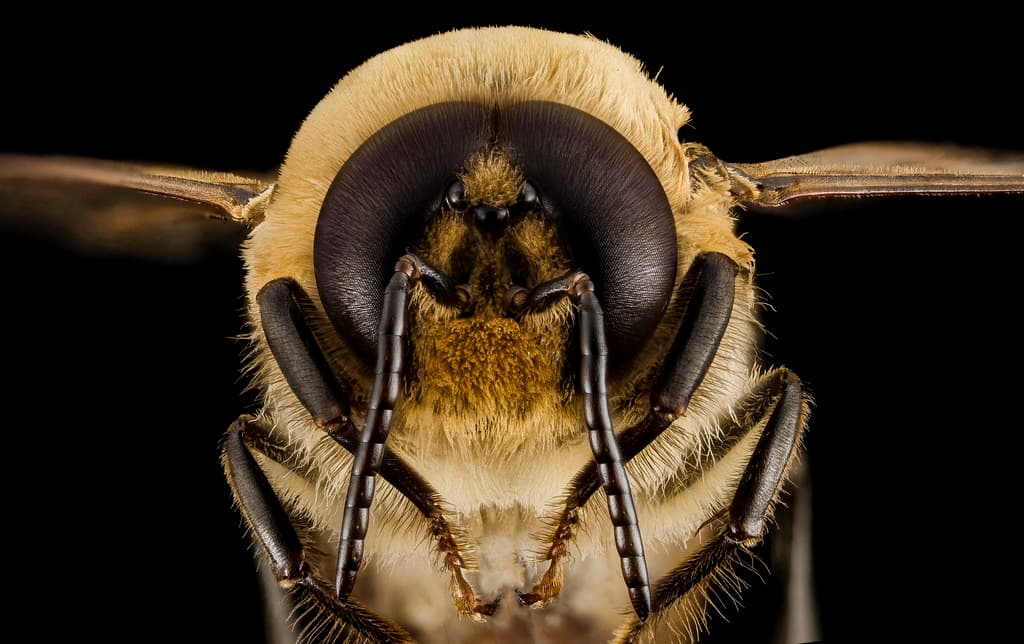 Honeybee drone, m, face, MD, pg county 2014-06-19-17.49.09 ZS PMax