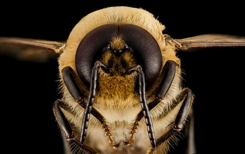 Honeybee drone, m, face, MD, pg county 2014-06-19-17.49.09 ZS PMax