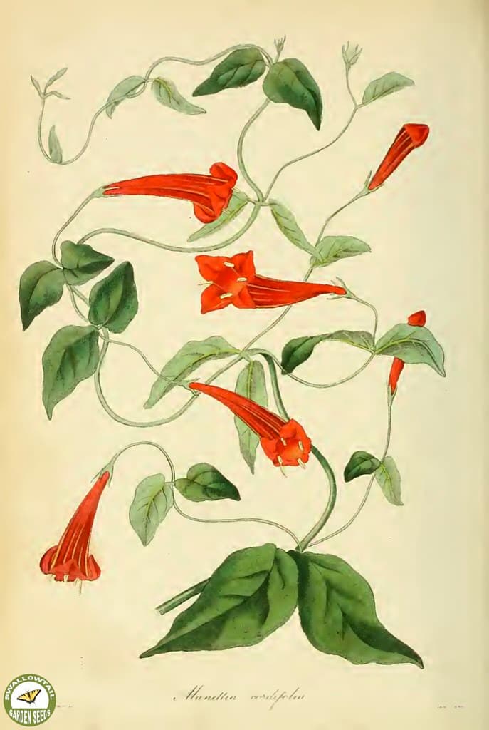 Botanical, botany, flowerillustrations