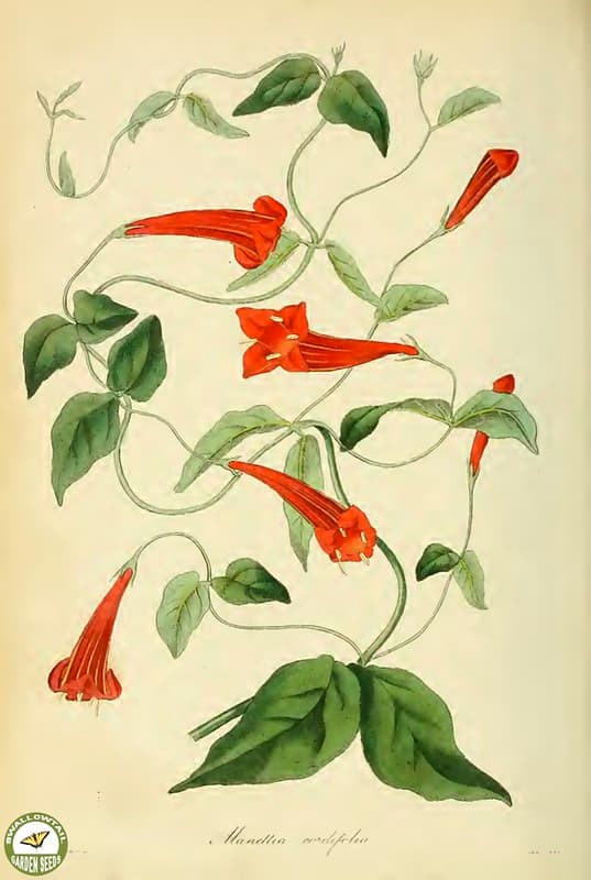 Botanical, botany, flowerillustrations