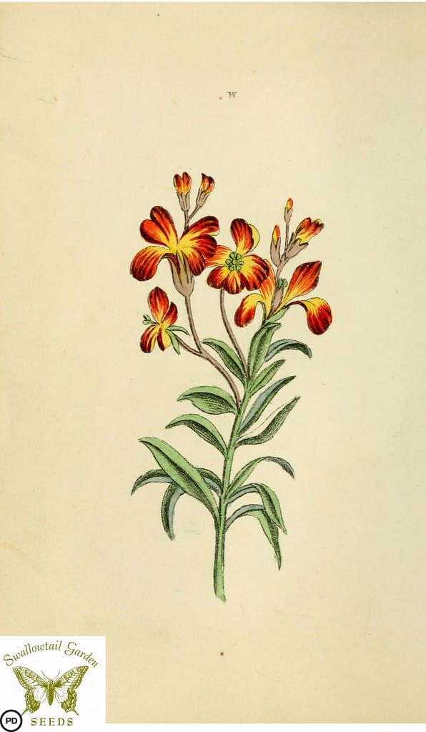 Botanical, botany, floraandthalia