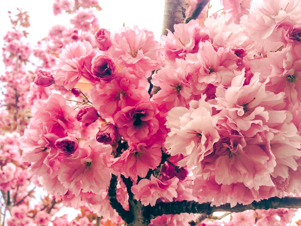 Kwanzan Flowering Cherry Tree