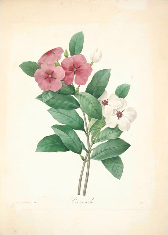 Botanical, botany, flowers