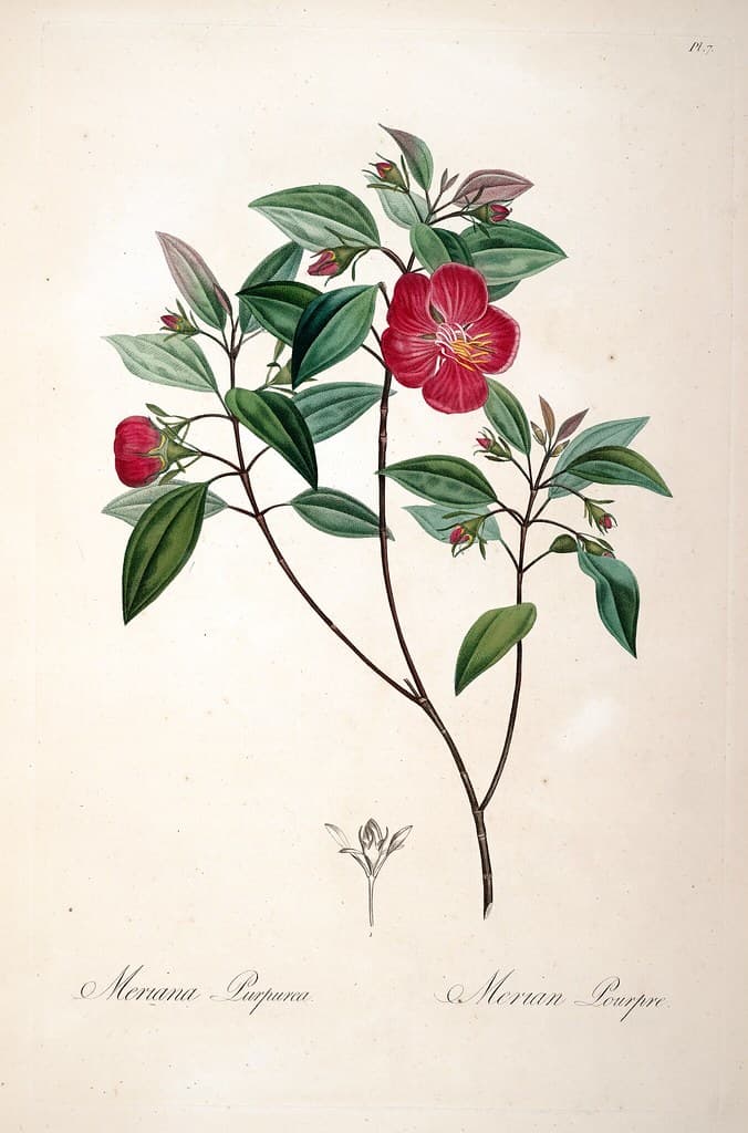 Thcentury, botanical, botany