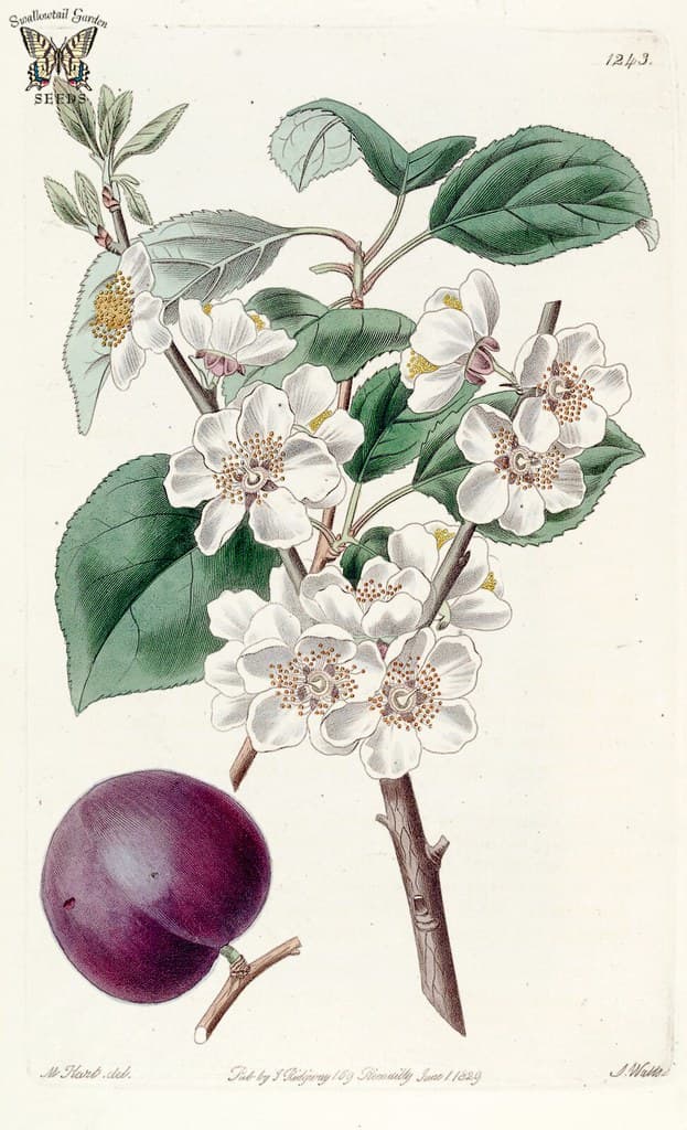 Thcentury, blackapricot, botanical