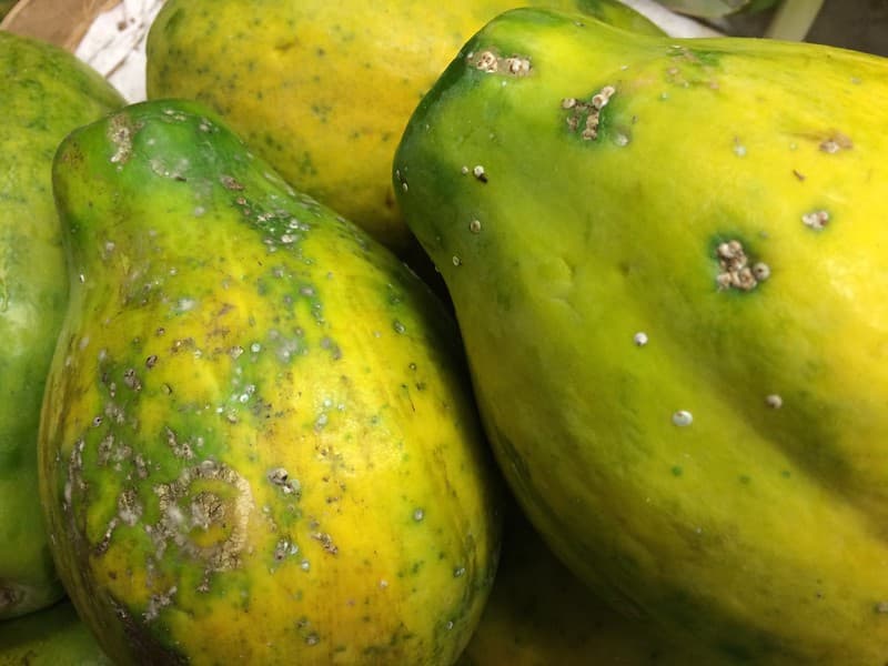 Scale insects on papaya fruits