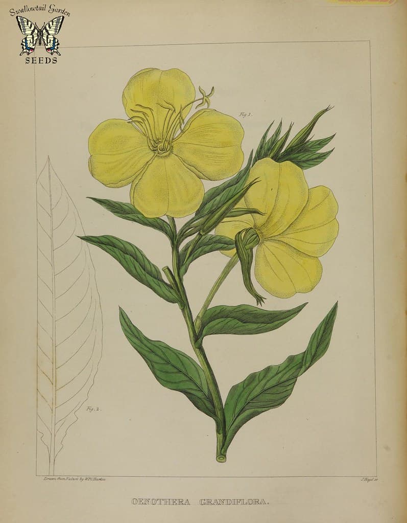 Thcentury, attribution, biennis
