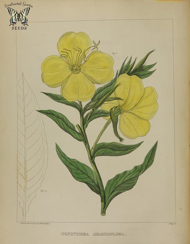 Thcentury, attribution, biennis