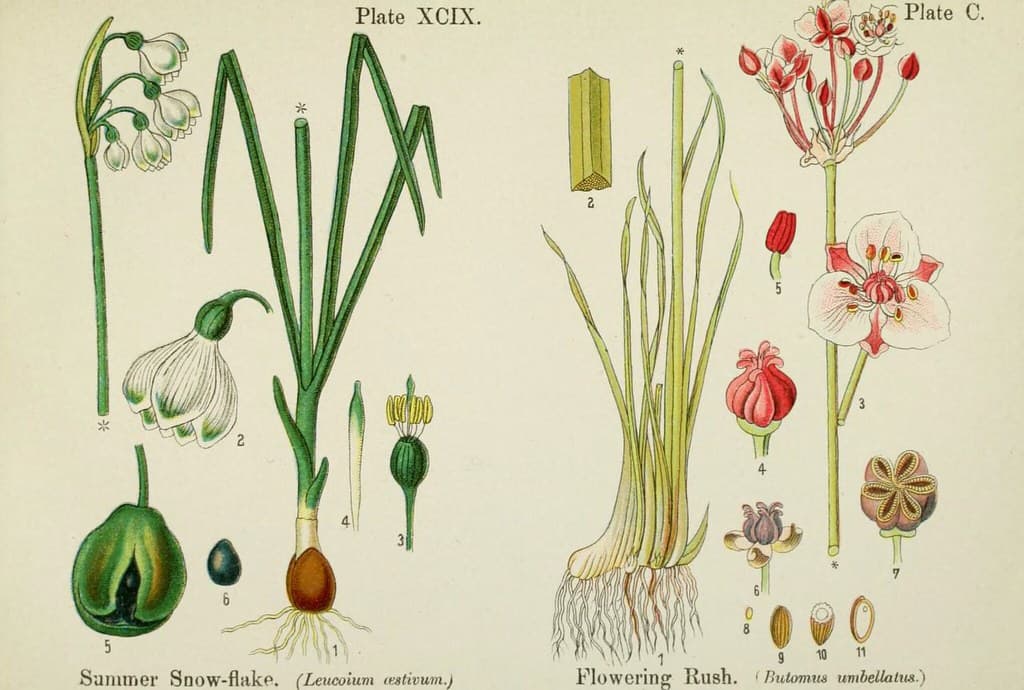 Botanical, botany, butomus