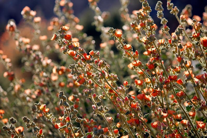 Desert globemallow (Sphaeralcea ambigua)