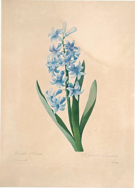 Botanical, botany, illustration