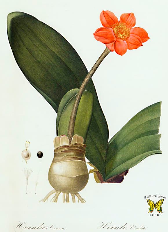 Bloodflower, bloodlily, botanical
