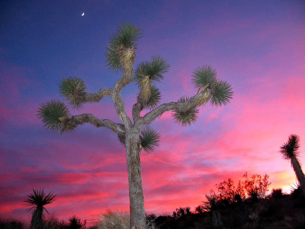 Joshua tree (Yucca brevifolia)