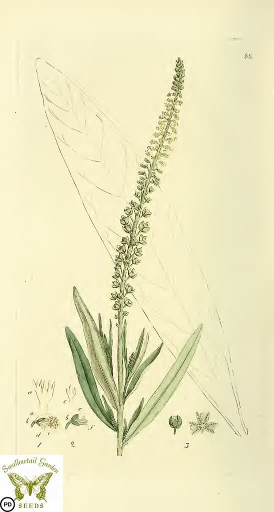 Botanical, botany, flowerillustration