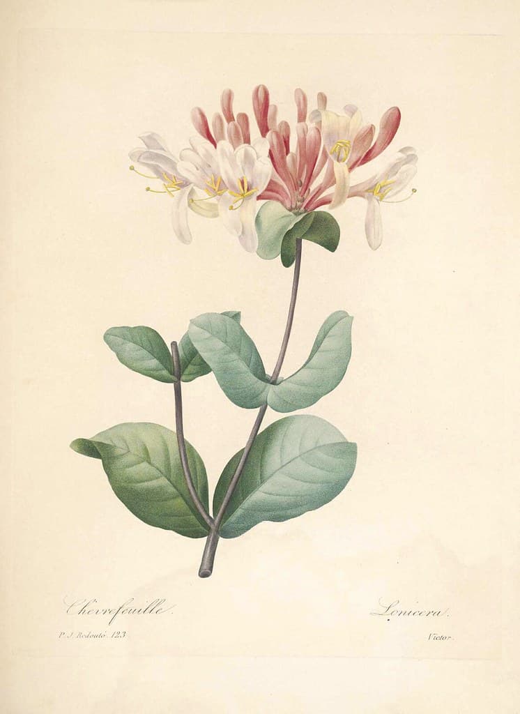Botanical, botany, choix