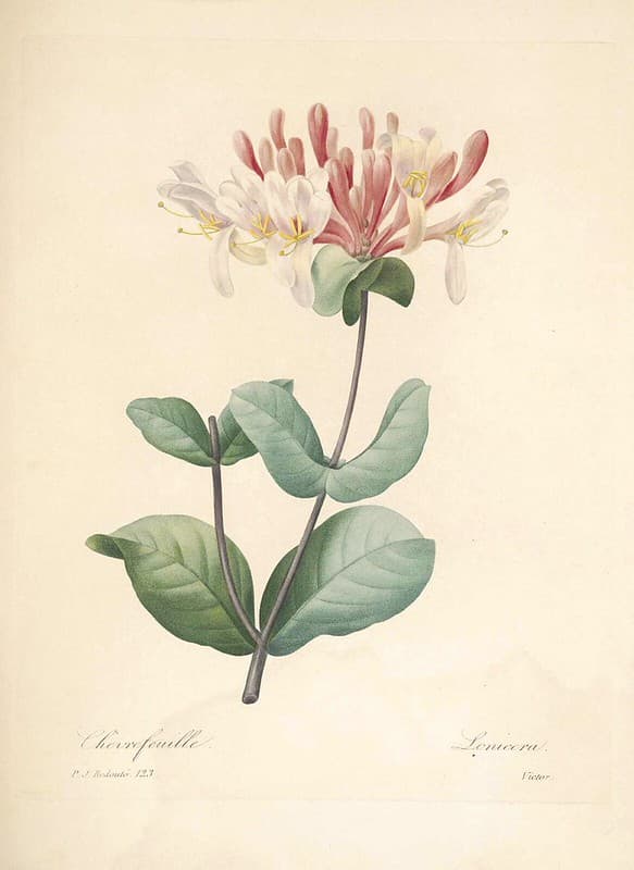 Botanical, botany, choix