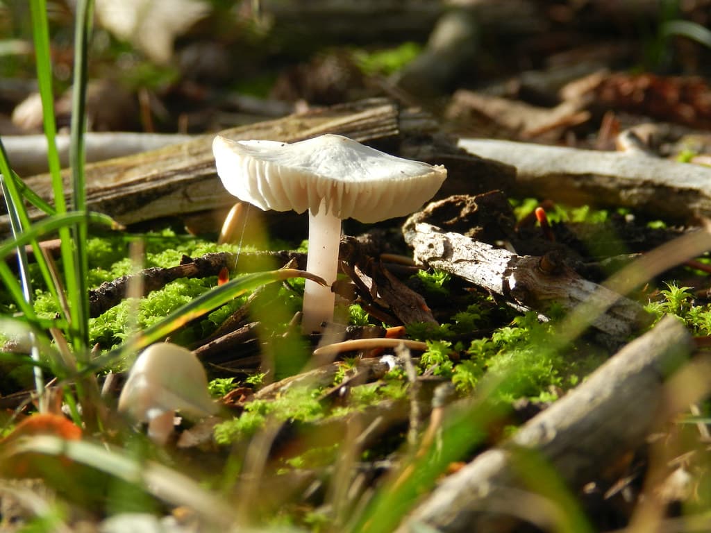 Mushroom on Peale Island
