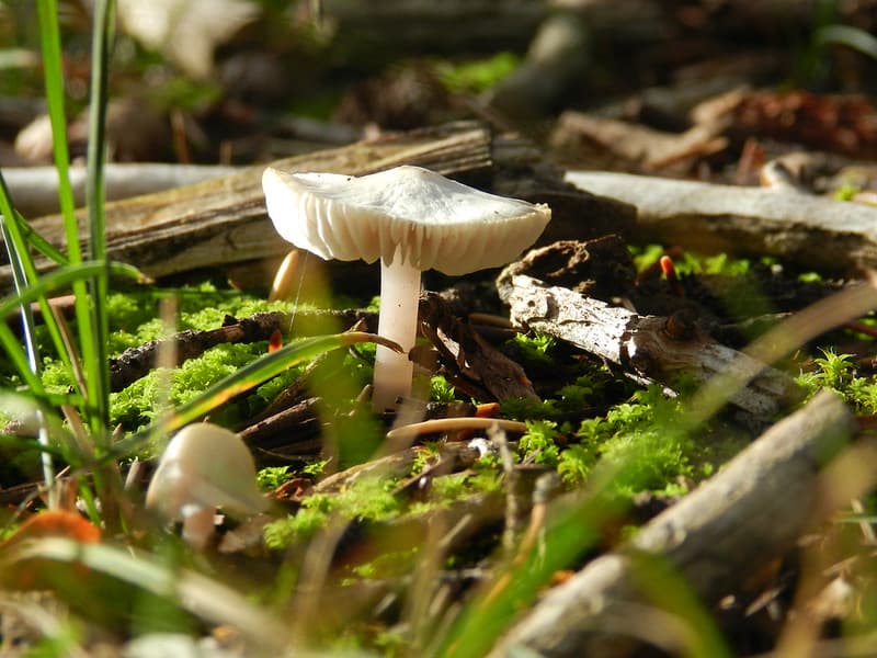 Mushroom on Peale Island