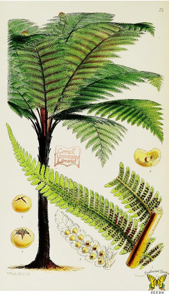 Thcentury, blacktreefern, botanical