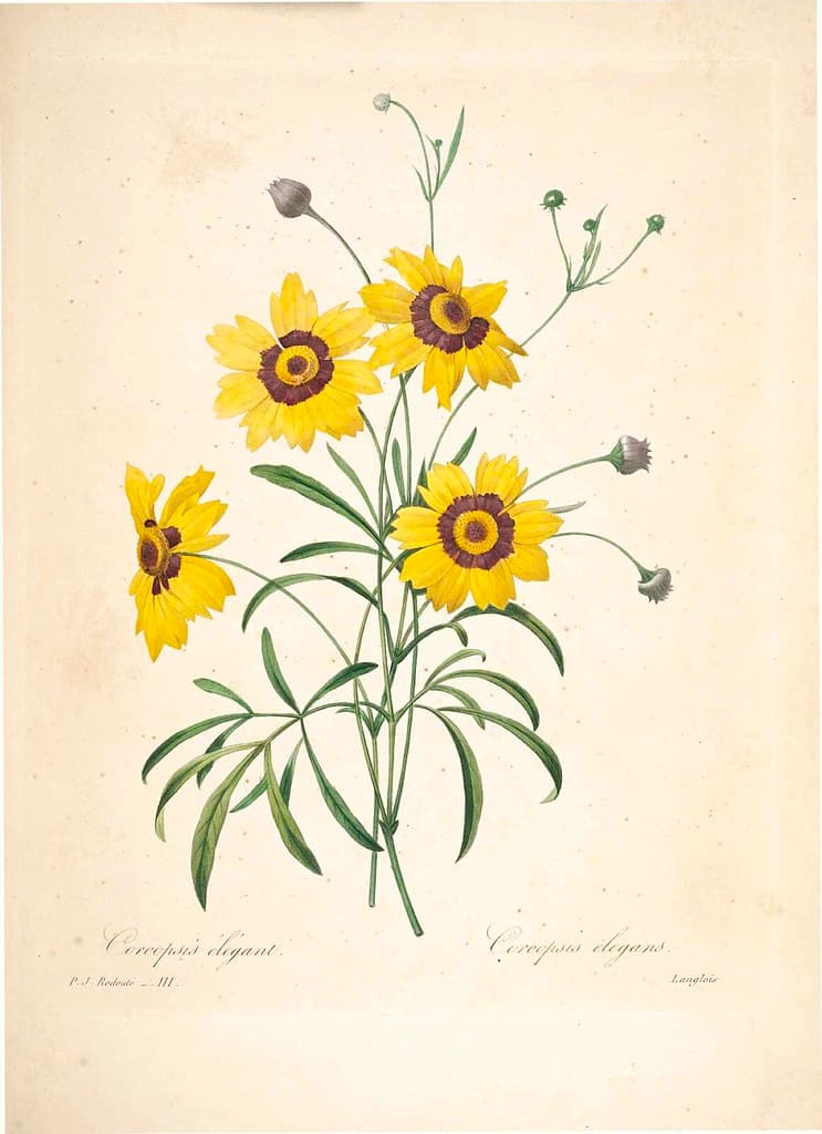 Annual, annualflower, botanical