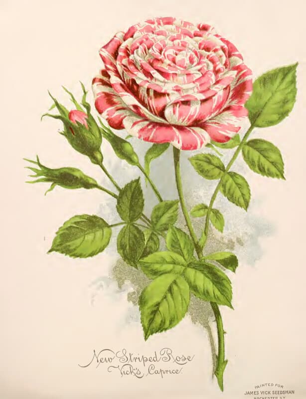 Botanical, botany, flowers