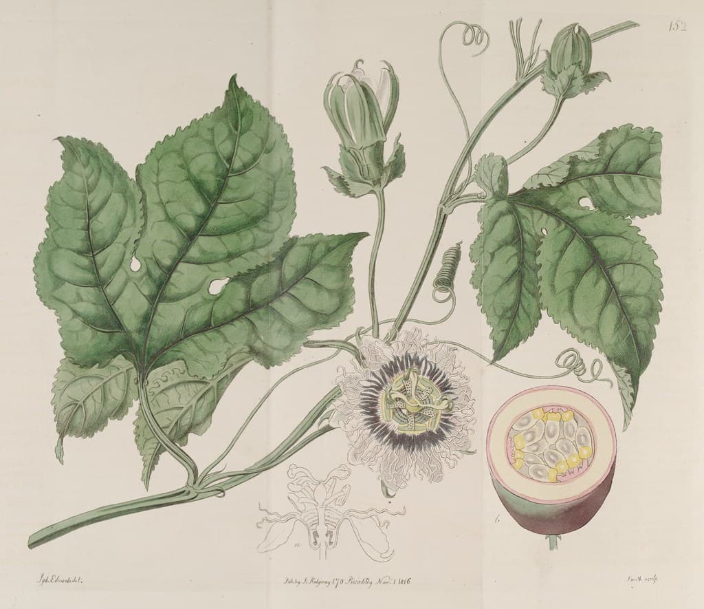 Passiflora edulis - Passion Fruit, Purple Granadilla.