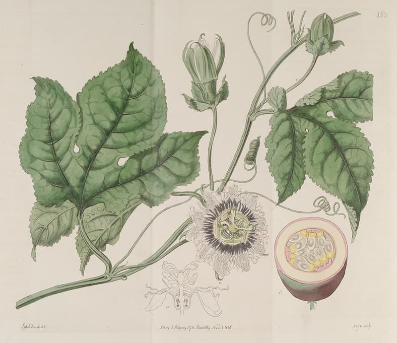 Passiflora edulis - Passion Fruit, Purple Granadilla.