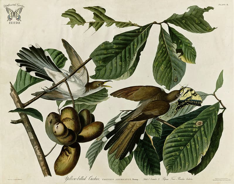 Asiminatriloba, audubon, birds