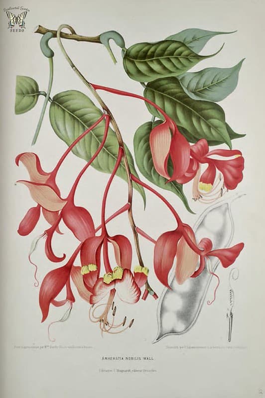 Thcentury, amherstianobilis, botanical