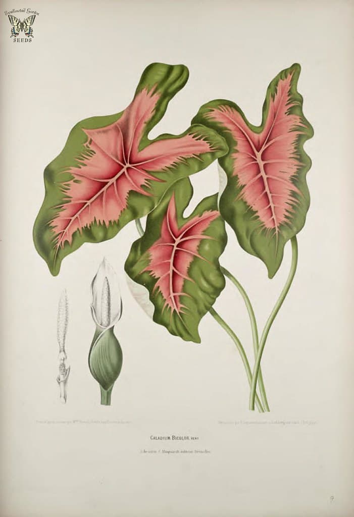 Thcentury, botanical, botany