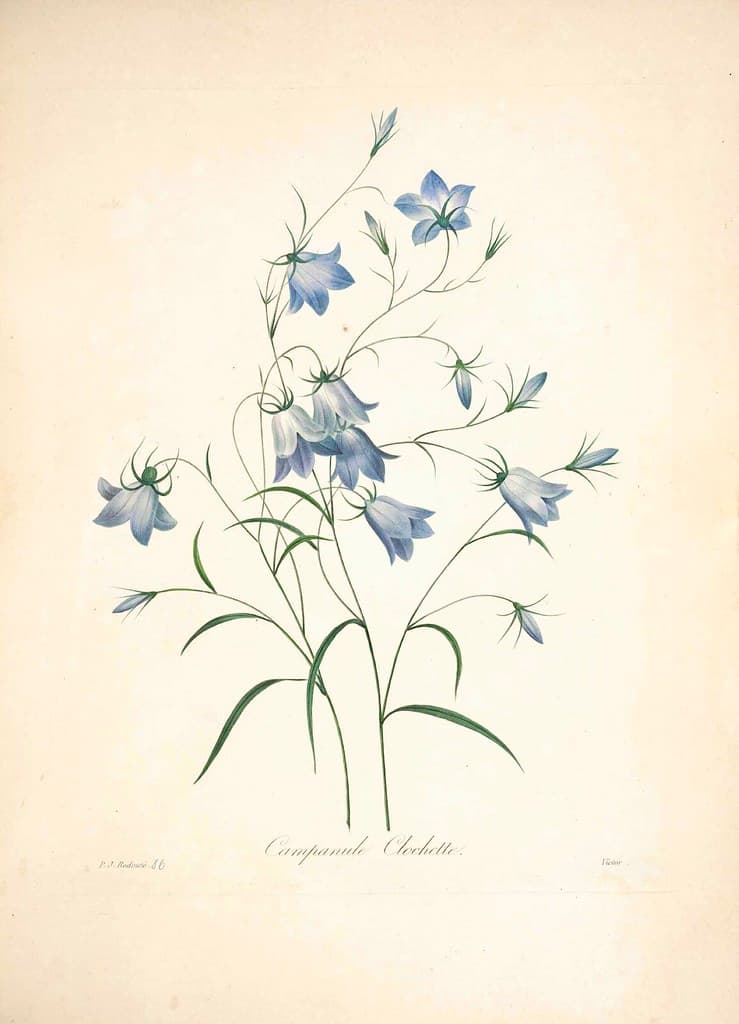 Bellflower, blueflowers, botanical